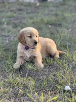 Golden , a male Golden Retriever for sale in Fort Myers, FL – Photo 1 of 2
