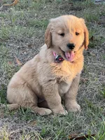 Golden , a male Golden Retriever for sale in Fort Myers, FL – Photo 2 of 2