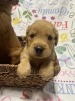 Golden Retriver , a male Golden Retriever for sale in Clearwater, FL – 2 of 4