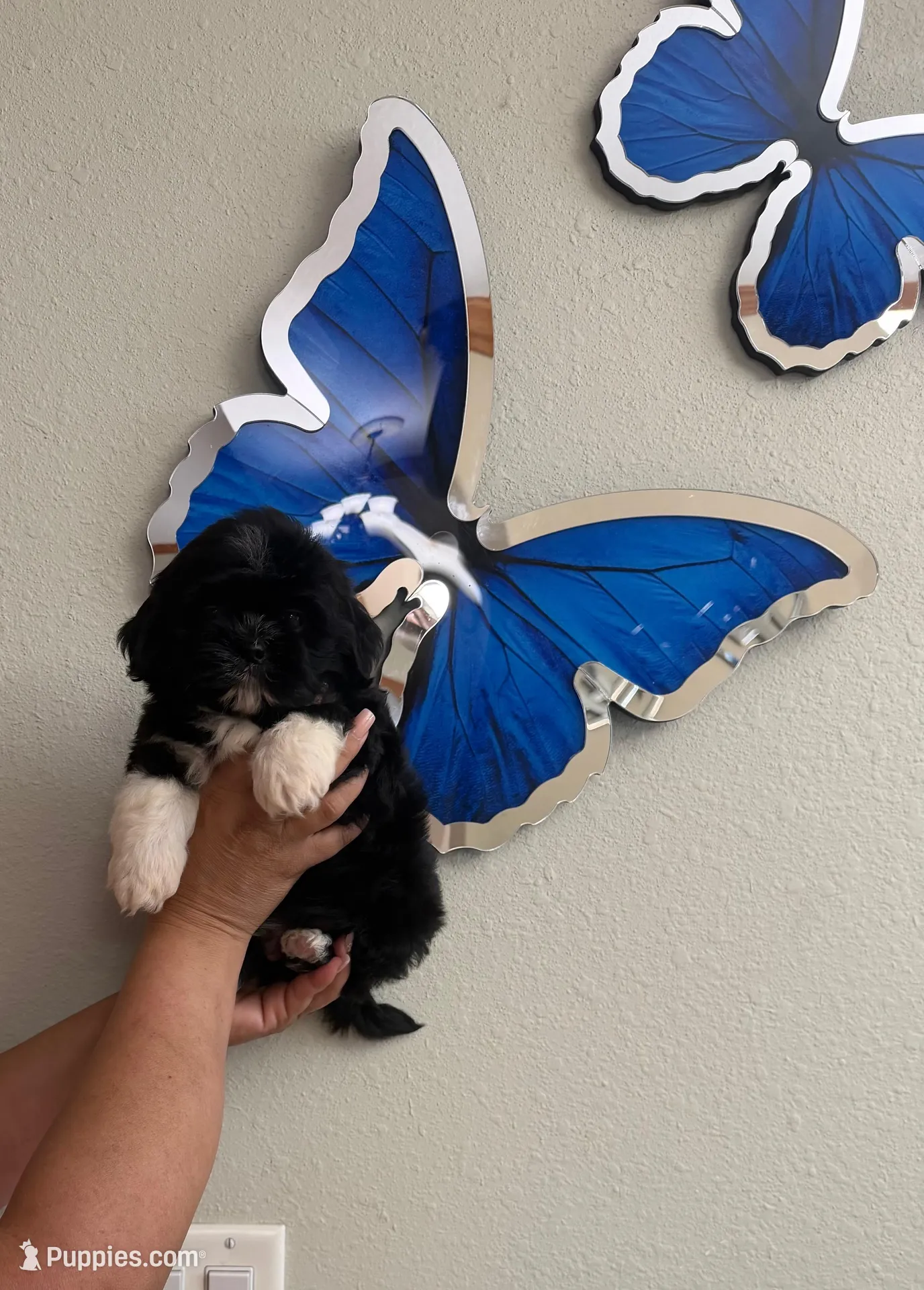 Shitzu  – Shih Tzu puppy for sale in Fort Myers, FL