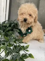 Maltipoo, a male Maltipoo for sale in Clearwater, FL – 2 of 2