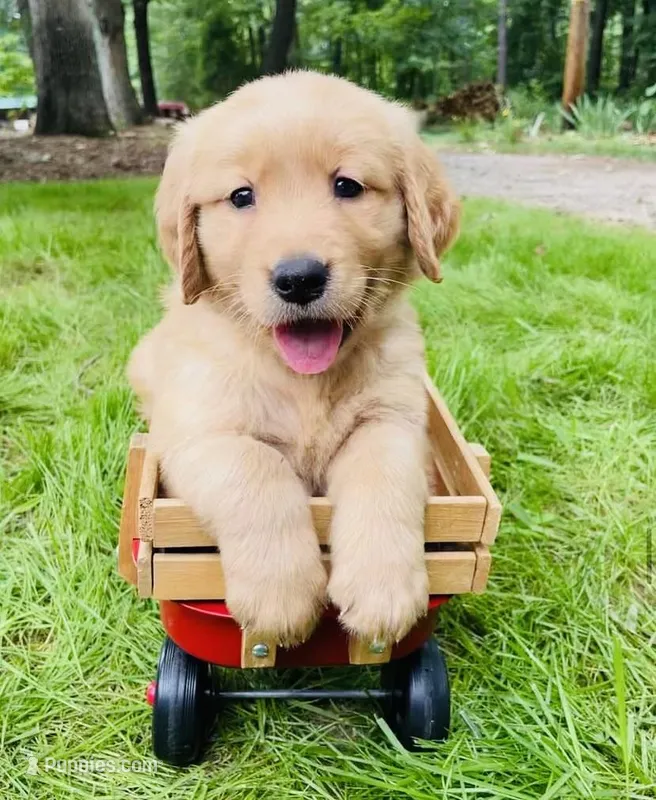 Golden retriever , a female Golden Retriever for sale in Fort Myers, FL – Photo 1 of 1