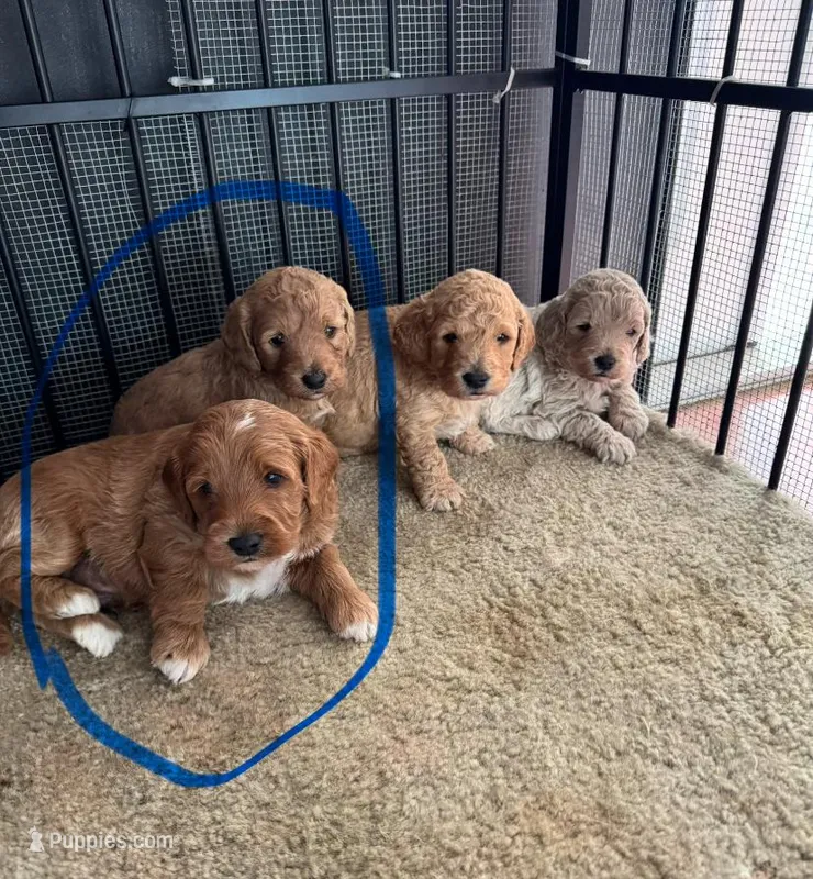 Mini goldendoodle  – Goldendoodle puppy on hold in Fort Myers, FL