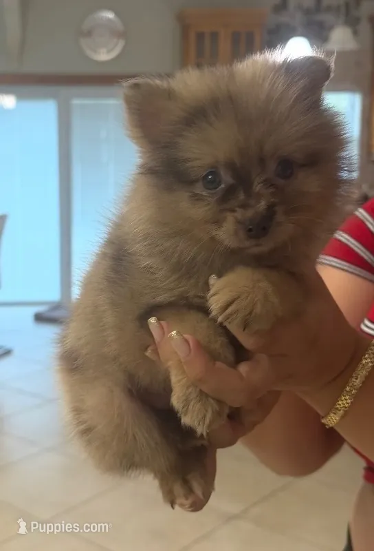 Pomeranian  – Pomeranian puppy for sale in Fort Myers, FL
