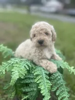 Maltipoo, a female Maltipoo for sale in Clearwater, FL – 2 of 2