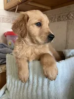 Golden retriever , a female Golden Retriever for sale in Clearwater, FL – 3 of 3