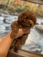 Toypoodle , a male Poodle - Toy  for sale in Clearwater, FL – 2 of 2