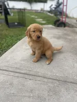 Golden retriever , a female Golden Retriever for sale in Clearwater, FL – 2 of 2