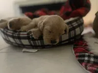 Golden Retriver , a male Golden Retriever for sale in Clearwater, FL – 3 of 4