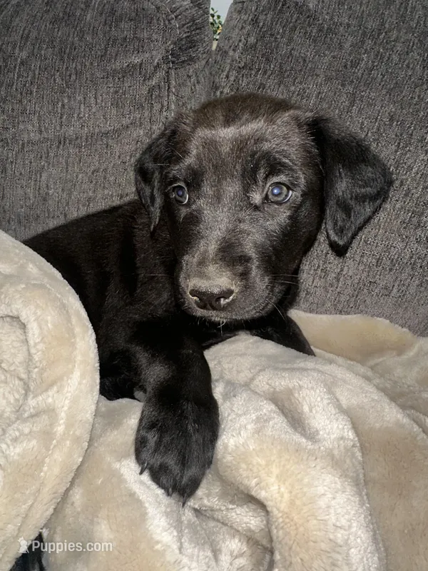 Purple – Golden Retriever, Miniature Australian Shepherd puppy for sale in Pasco, WA