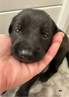 Purple, a male Golden Retriever and Miniature Australian Shepherd for sale in Pasco, WA – Photo 1 of 3
