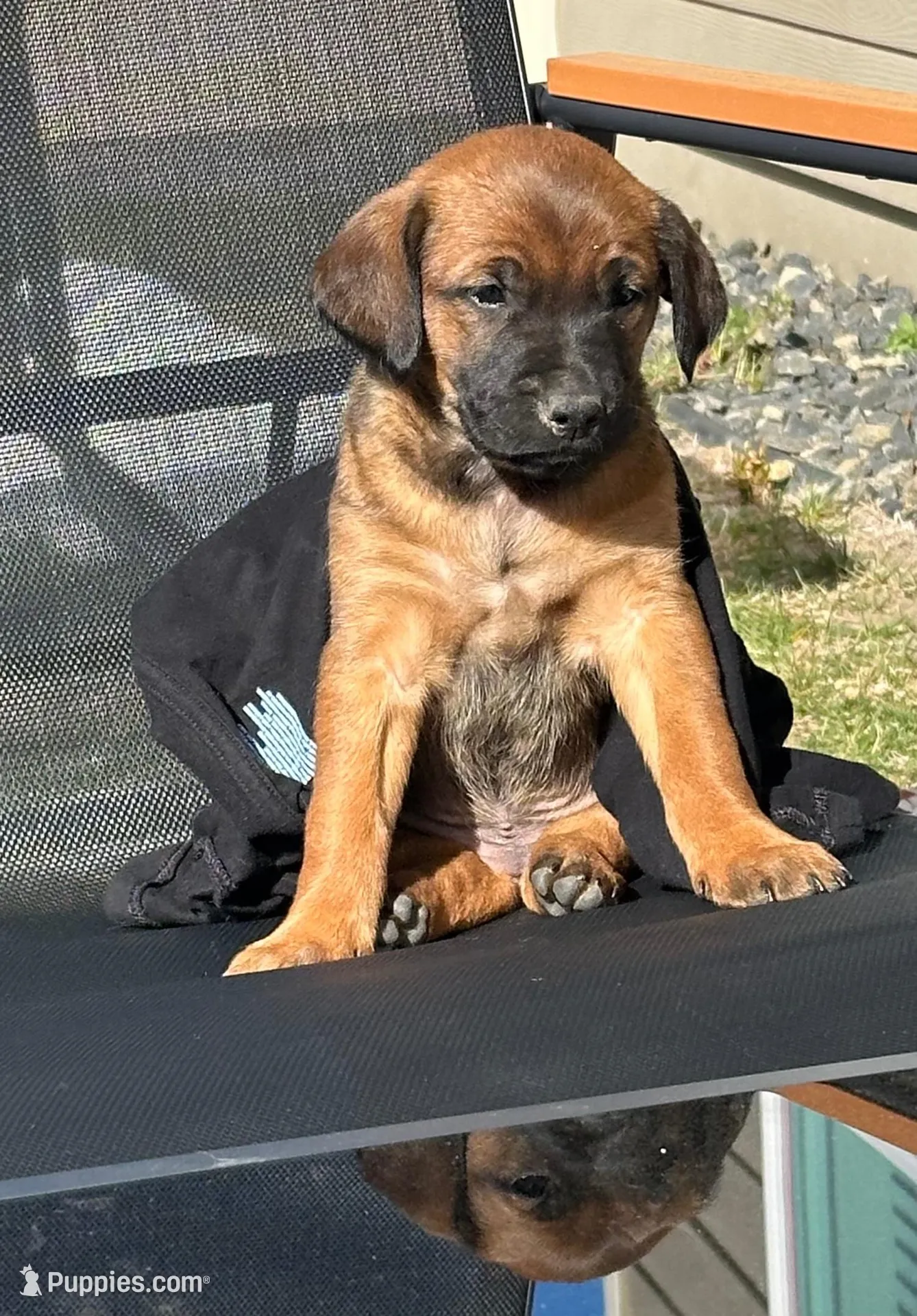Pink – Golden Retriever, Miniature Australian Shepherd puppy for sale in Pasco, WA