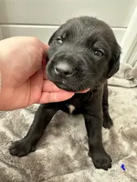 Blue, a male Golden Retriever and Miniature Australian Shepherd for sale in Pasco, WA – Photo 1 of 3