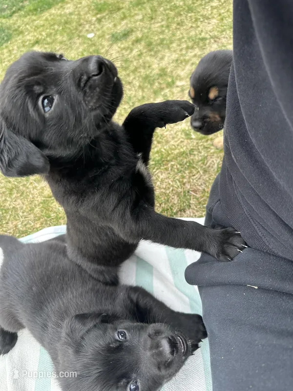Green – Golden Retriever, Miniature Australian Shepherd puppy for sale in Pasco, WA