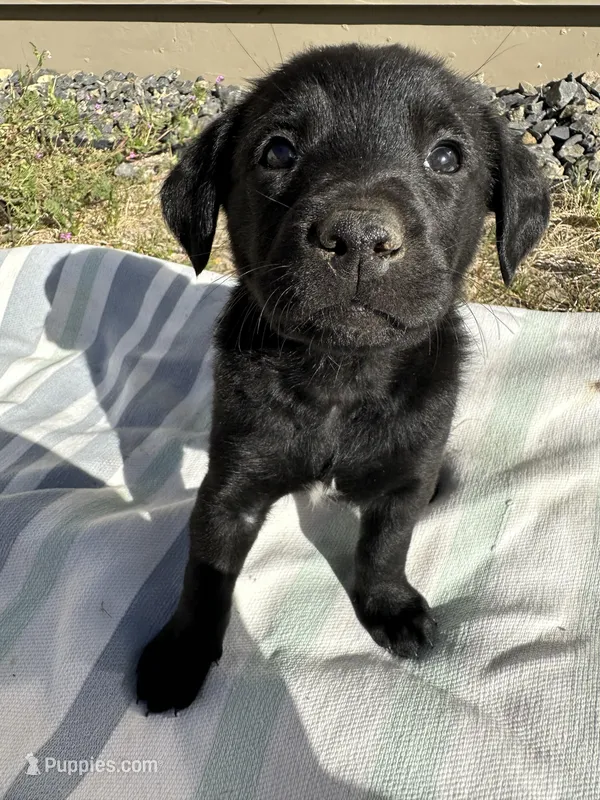 Orange  – Golden Retriever, Miniature Australian Shepherd puppy for sale in Pasco, WA