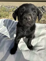 Orange , a female Golden Retriever and Miniature Australian Shepherd for sale in Pasco, WA – Photo 1 of 4
