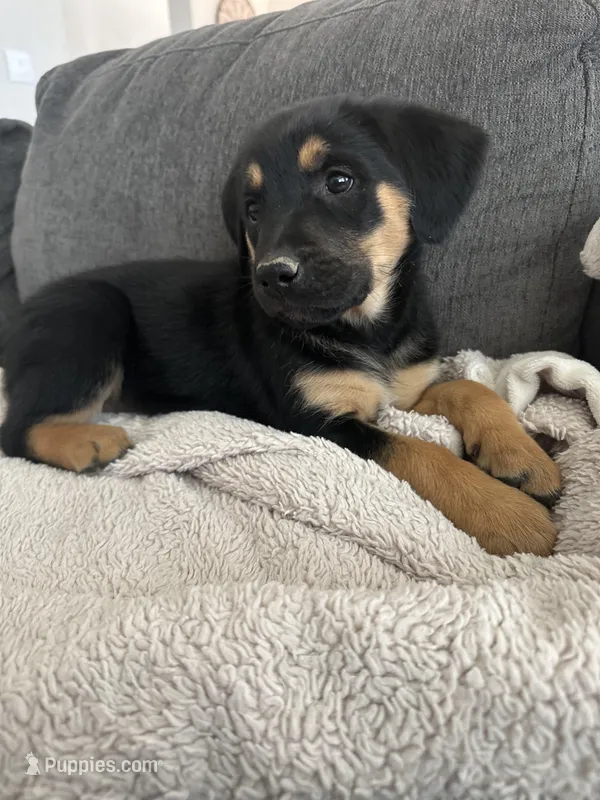 White – Golden Retriever, Miniature Australian Shepherd puppy for sale in Pasco, WA
