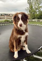White, a female Golden Retriever and Miniature Australian Shepherd for sale in Pasco, WA – Photo 3 of 3