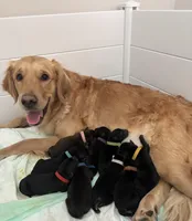 Teal, a male Golden Retriever and Miniature Australian Shepherd for sale in Pasco, WA – Photo 2 of 3