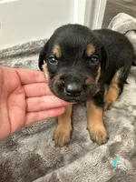 Teal, a male Golden Retriever and Miniature Australian Shepherd for sale in Pasco, WA – Photo 1 of 3