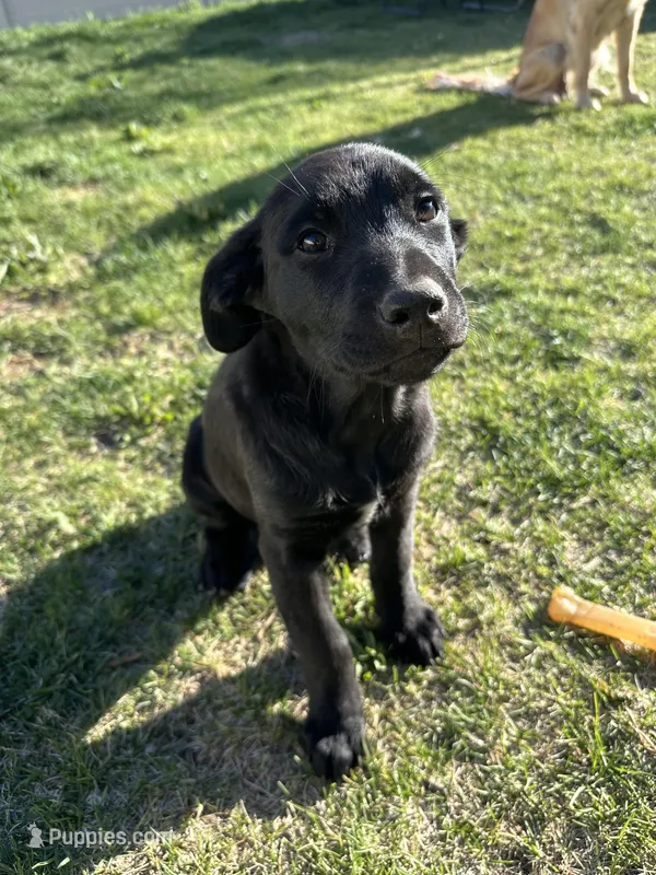 Stormi  – Golden Retriever, Miniature Australian Shepherd puppy for sale in Pasco, WA