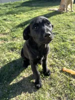 Stormi , a female Golden Retriever and Miniature Australian Shepherd for sale in Pasco, WA – Photo 1 of 5