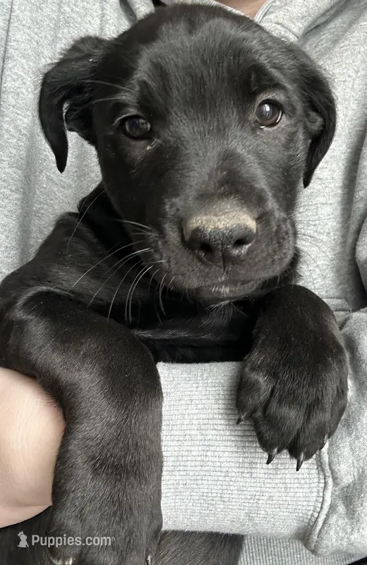 Yellow – Golden Retriever, Miniature Australian Shepherd puppy for sale in Pasco, WA