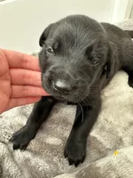 Yellow, a female Golden Retriever and Miniature Australian Shepherd for sale in Pasco, WA – Photo 1 of 3