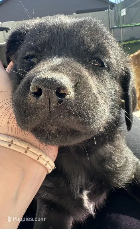Yellow – Golden Retriever, Miniature Australian Shepherd puppy for sale in Pasco, WA
