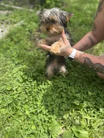 Dada, a male Yorkshire Terrier for sale in Springfield, MO – 9 of 9