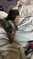 Dada, a male Yorkshire Terrier for sale in Springfield, MO – 4 of 9
