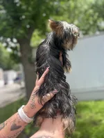 Dada, a male Yorkshire Terrier for sale in Springfield, MO – 5 of 9