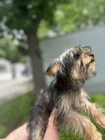Dada, a male Yorkshire Terrier for sale in Springfield, MO – 8 of 9