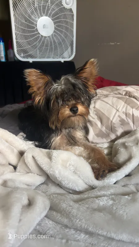 Dada – Yorkshire Terrier puppy for sale in Springfield, MO