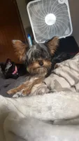 Dada, a male Yorkshire Terrier for sale in Springfield, MO – 3 of 9