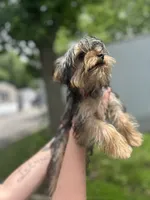Dada, a male Yorkshire Terrier for sale in Springfield, MO – 6 of 9
