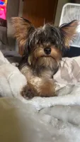Dada, a male Yorkshire Terrier for sale in Springfield, MO – 2 of 9