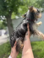 Dada, a male Yorkshire Terrier for sale in Springfield, MO – 7 of 9