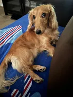 Snoopy, a male Miniature Dachshund for sale in Raleigh, NC – Photo 2 of 6