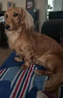 Snoopy, a male Miniature Dachshund for sale in Raleigh, NC – Photo 3 of 6