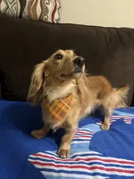 Snoopy, a male Miniature Dachshund for sale in Raleigh, NC – Photo 4 of 6