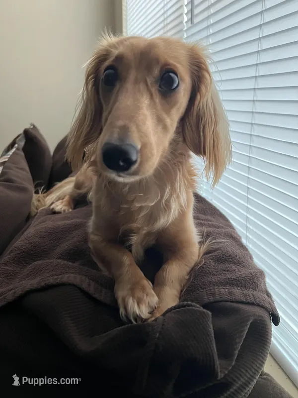 Snoopy – Miniature Dachshund puppy for sale in Raleigh, NC