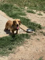Snoopy, a male Miniature Dachshund for sale in Raleigh, NC – Photo 6 of 6