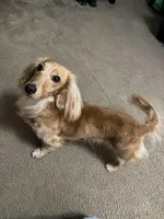 Snoopy, a male Miniature Dachshund for sale in Raleigh, NC – Photo 5 of 6