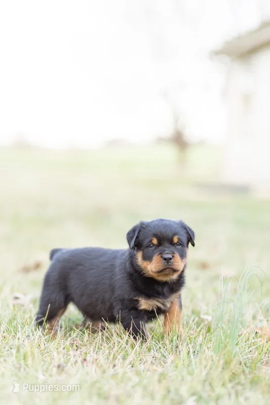 Todd  – Rottweiler puppy for sale in Newville, PA