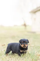Todd , a male Rottweiler for sale in Newville, PA – Photo 2 of 3