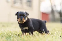 Sylvester , a male Rottweiler for sale in Newville, PA – Photo 4 of 4