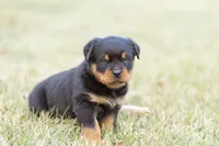 Todd , a male Rottweiler for sale in Newville, PA – Photo 3 of 3