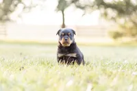 Sylvester , a male Rottweiler for sale in Newville, PA – Photo 2 of 4