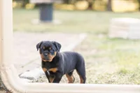 Kasey, a female Rottweiler for sale in Newville, PA – Photo 2 of 6